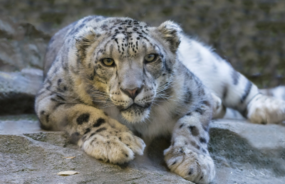 leopardo delle nevi video-immagini leopardo delle nevi-leopardo delle nevi-specie in via d'estinzione-tibet-cina-aref international onlus-medicina tradizionaleca-caccia illegale