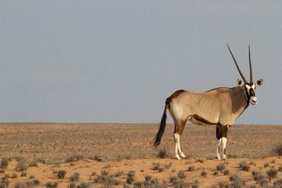 antilope-pastore tibetano-Tibet-Cina-ecosistema ambientale-aref international onlus